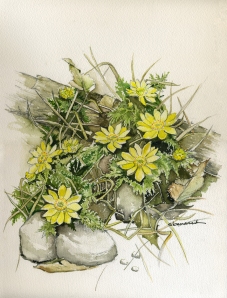 Original Auctioned Watercolor for Rare Plant Auction 