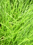 Greensward Grass